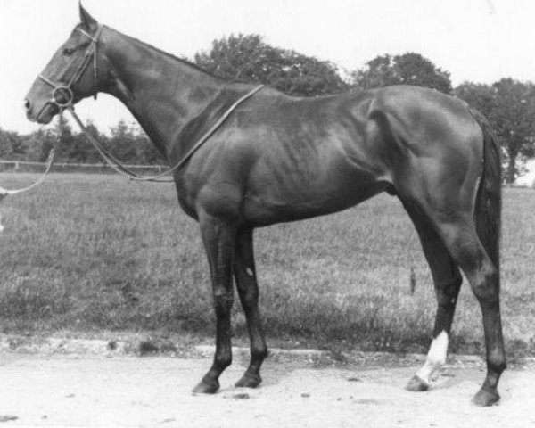 Deckhengst King Pellinore xx (Englisches Vollblut, 1972, von Round Table xx)