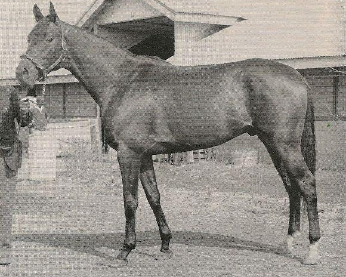 Deckhengst Iron Liege xx (Englisches Vollblut, 1954, von Bull Lea xx)