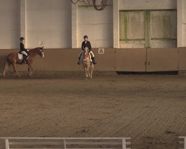 Ponycup Prussendorf 2022