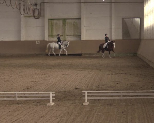 Ponycup Prussendorf 2022