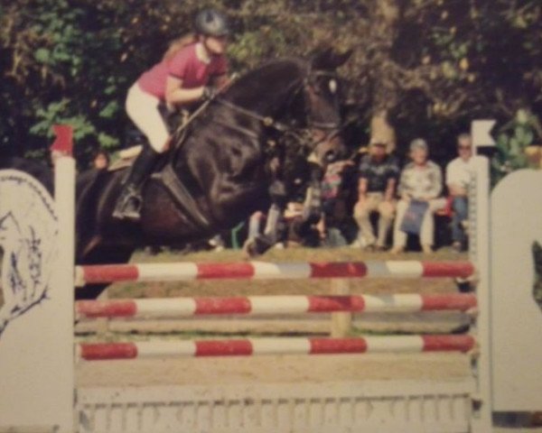 jumper Mediac (Westphalian, 2000, from Monsieur AA)