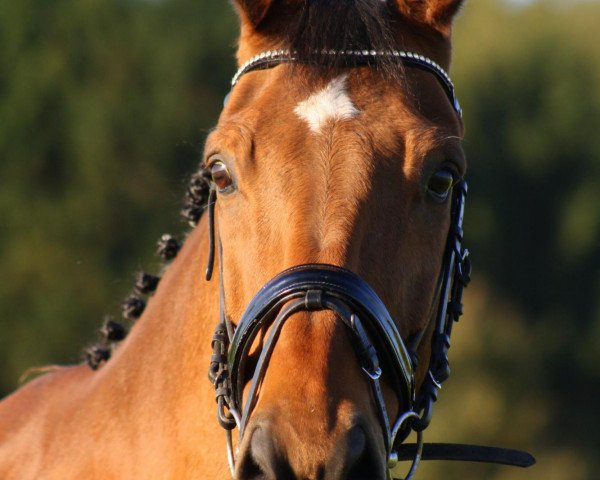 horse Grand Cru (Trakehner, 1999, from Kadre Noir)