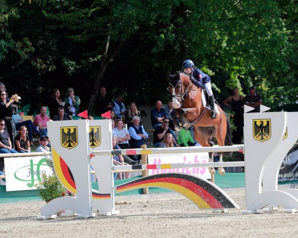 Zuchtstute Conny (Westfale, 2013, von Comme il Faut)