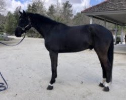 Springpferd Ko Komo (Oldenburger Springpferd, 2015, von Kannan)