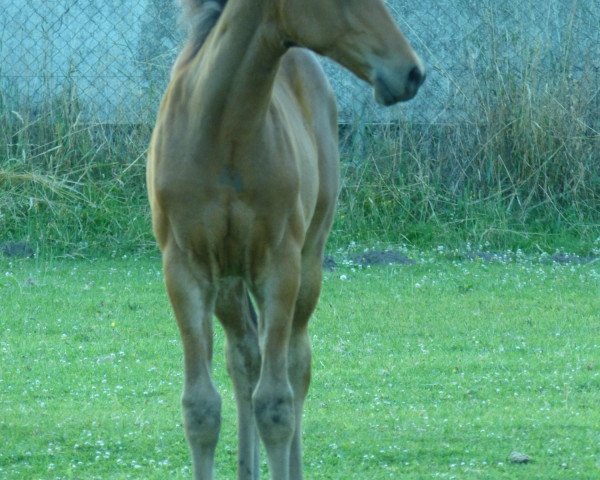 horse Sam (Senner horse, 2013, from Namour)