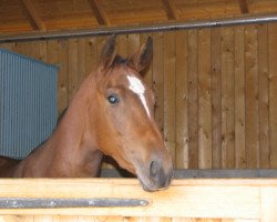 broodmare Towanda AA (Bavarian, 2004, from Askar AA)