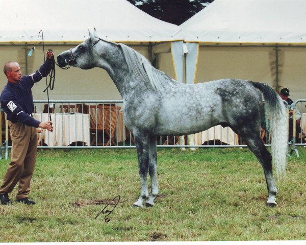 Deckhengst Padishakh 1996 ox (Vollblutaraber, 1996, von Drug 1985 ox)