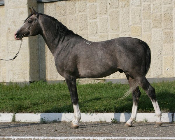stallion Vizavi 2003 ox (Arabian purebred, 2003, from Matador 1997 ox)