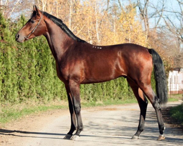 stallion Nonet 2008 ox (Arabian purebred, 2008, from Nitagor 2001 ox)