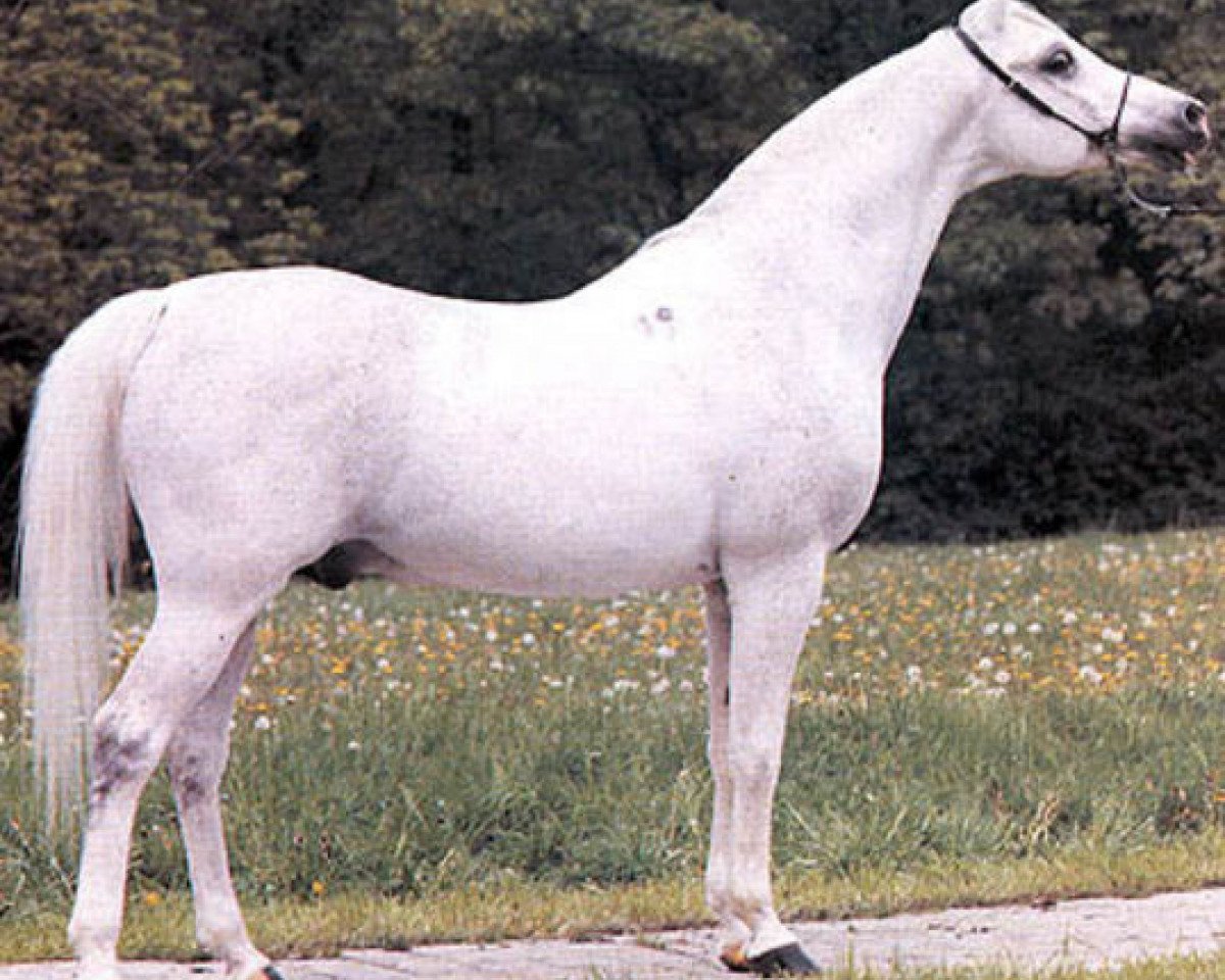 stallion Partner ox (Arabian purebred, 1970, from Eleuzis 1962 ox)