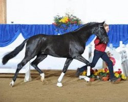 dressage horse Jewels Sir Weibach (Oldenburg, 2009, from Sir Donnerhall I)