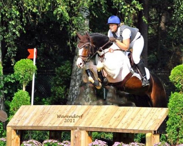 Deckhengst Sir Cisco 2 (Mecklenburger, 2006, von Sancisco)