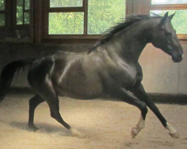 Zuchtstute Sweet Rubina (Württemberger, 2003, von Sir Oldenburg)