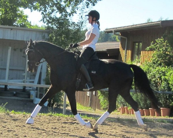 dressage horse Francis' Kiss (Württemberger, 2008, from French Kiss) dressage horse Francis' Kiss (Württemberger, 2008, from French Kiss)