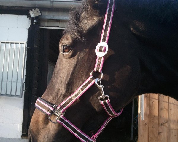 horse Cicara (KWPN (Royal Dutch Sporthorse), 2007, from Sorento OLD)