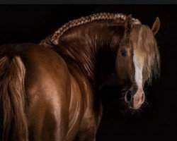 stallion Akazienhof Firestarter (Welsh-Cob (Sek. D), 2013, from Danaway Flashback)
