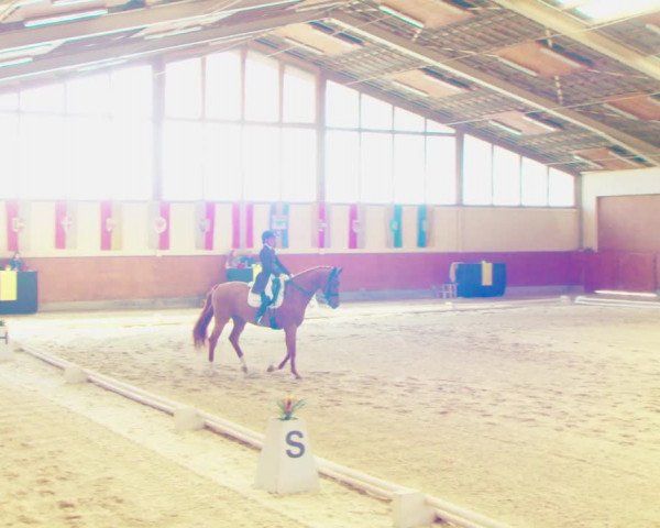 Dressurturnier Weikersdorf am Steinfelde 2022
