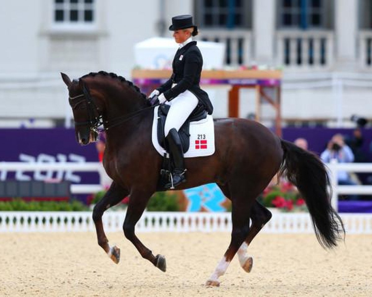 dressage horse Donnperignon (Finnish Warmblood, 1999, from Donnerhall)