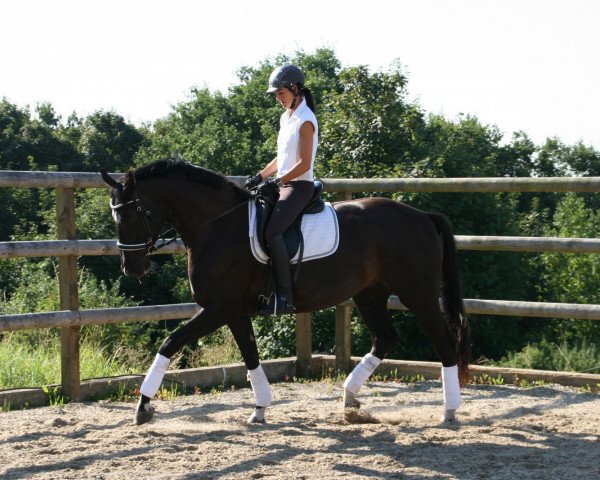 broodmare Diana 1114 (Hanoverian, 2006, from Dauphin)