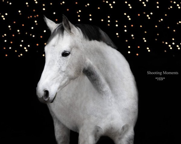 horse Londra vaan Loree (Austrian Warmblood, 2011, from Goldfever II)