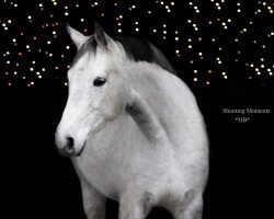 Pferd Londra vaan Loree (Österreichisches Warmblut, 2011, von Goldfever II)