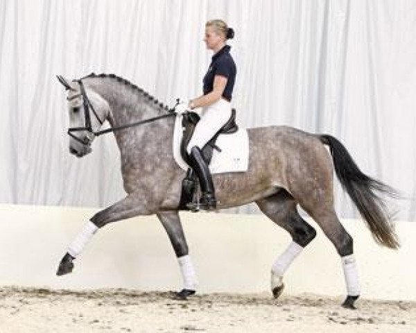 horse Calidian Sun (Hanoverian, 2006, from Calido I)