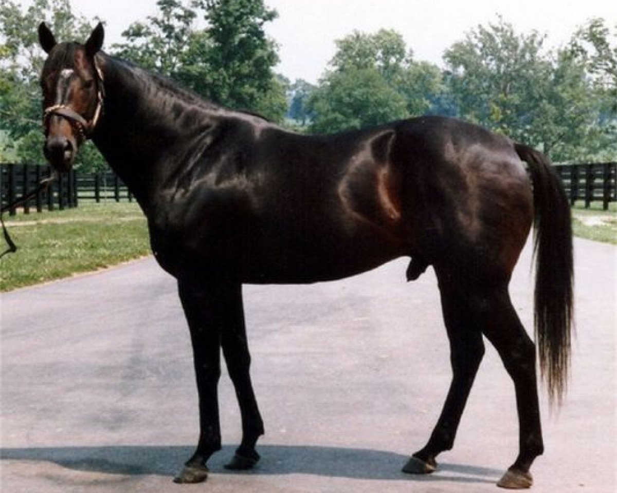 Deckhengst Key to the Kingdom xx (Englisches Vollblut, 1970, von Bold Ruler xx)