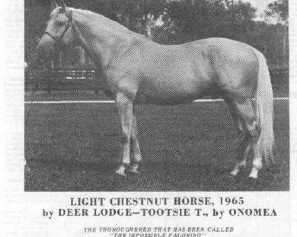 Deckhengst Milkie xx (Englisches Vollblut, 1966, von Deer Lodge xx) Deckhengst Milkie xx (Englisches Vollblut, 1966, von Deer Lodge xx)