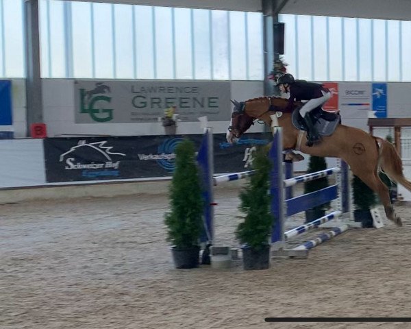 Springpferd Romeo 878 (Pony ohne Rassebezeichnung, 2014)
