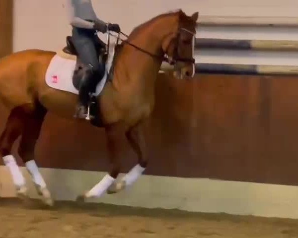 Video of Lotse 42