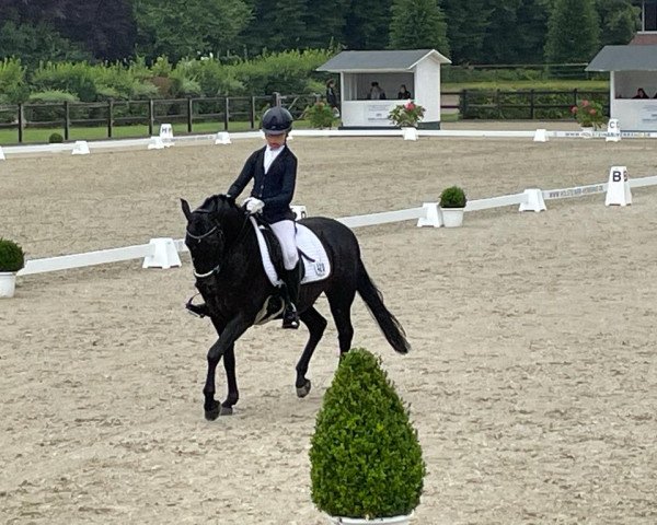 dressage horse Taba Luga (German Riding Pony, 2010, from Trentino)