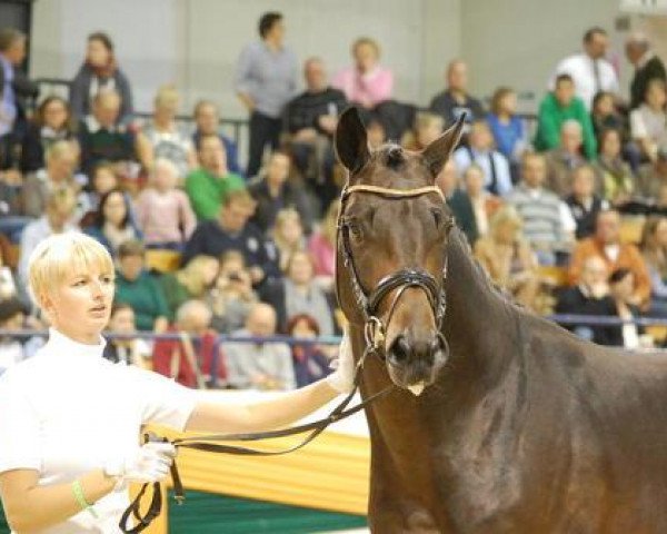 Dressurpferd Luxor (Trakehner, 2011, von Redecker) Dressurpferd Luxor (Trakehner, 2011, von Redecker)