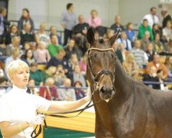dressage horse Luxor (Trakehner, 2011, from Redecker)