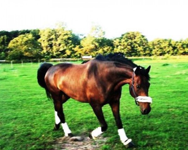 horse Rabauke 46 (Hanoverian, 2000, from Rosentau)