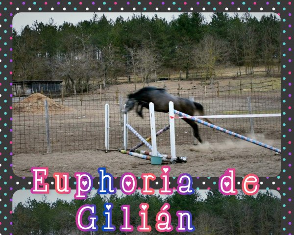 horse Euphoria de Gilián (Hungarian Warmblood, 2019, from Cornetto DB Z)