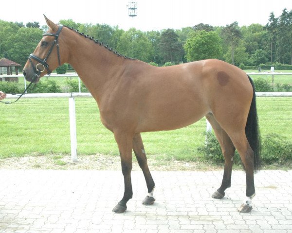jumper Verdinale (Hanoverian, 2008, from Verdi)
