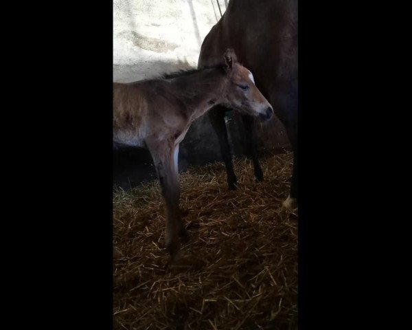 Video of Dex H