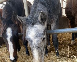Pferd Crack's Elmo (Holsteiner, 2020, von Crack)
