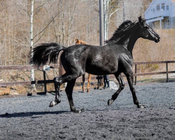 horse Landås Athene (Welsh Partbred, 2020, from Earl)