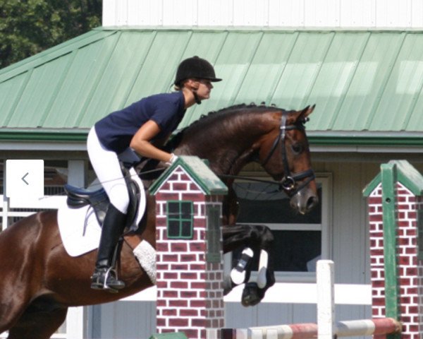 Deckhengst Harmony's Wamberto (KWPN (Niederländisches Warmblut), 2003, von Rousseau)