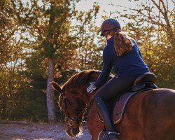 dressage horse Santanyi 13 (Westphalian, 2015, from Sir Heinrich OLD)