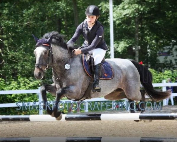horse Porthall Romeo (Connemara Pony, 2006, from Ashfield Romeo)