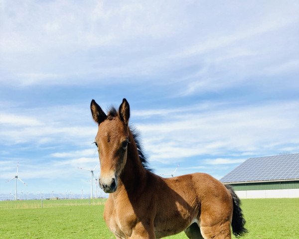 horse Stute von Clarimo / Caretino (Holsteiner, 2021, from Clarimo Ask) horse Stute von Clarimo / Caretino (Holsteiner, 2021, from Clarimo Ask)