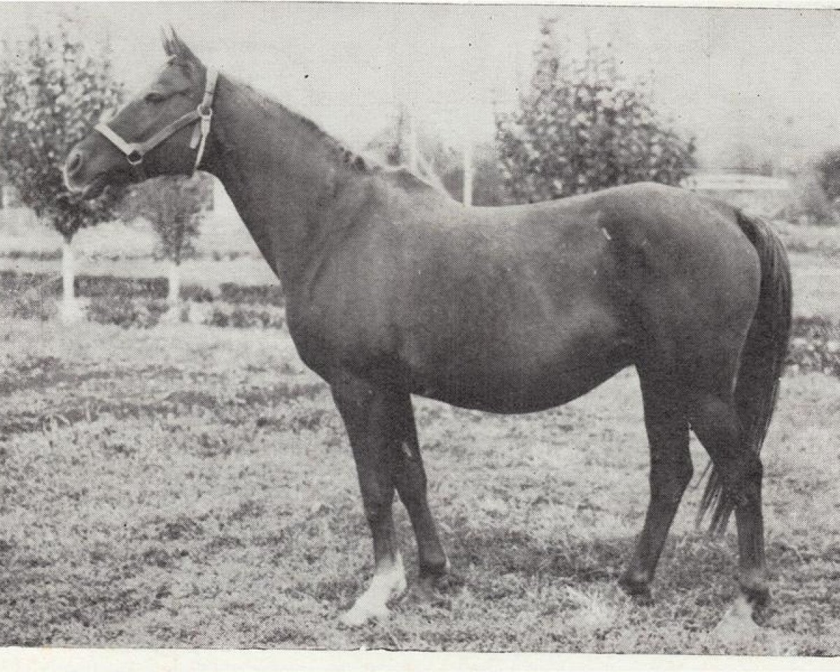 broodmare Monogramma 1963 ox (Arabian purebred, 1963, from Knippel 1954 ox)