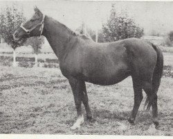 broodmare Monogramma 1963 ox (Arabian purebred, 1963, from Knippel 1954 ox)