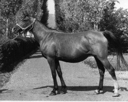 broodmare Monika 1976 ox (Arabian purebred, 1976, from Nabeg 1966 ox)