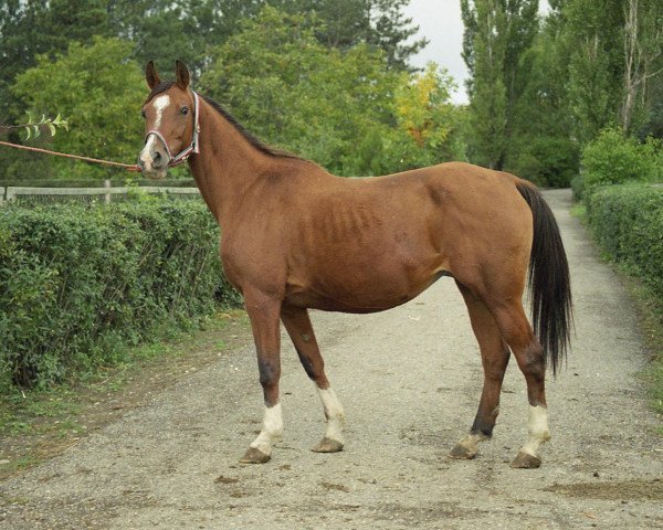 broodmare Manana 1989 ox (Arabian purebred, 1989, from Armaniak ox)