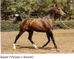 stallion Kapral 1980 ox (Arabian purebred, 1980, from Pesniar 1975 ox)