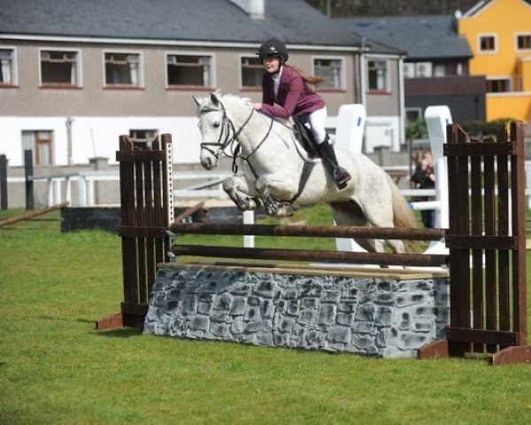horse Brickey Echo (Connemara Pony, 2010, from Ashfield Echo I Love You)