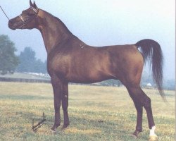 stallion Pesniar 1975 ox (Arabian purebred, 1975, from Nabeg 1966 ox)